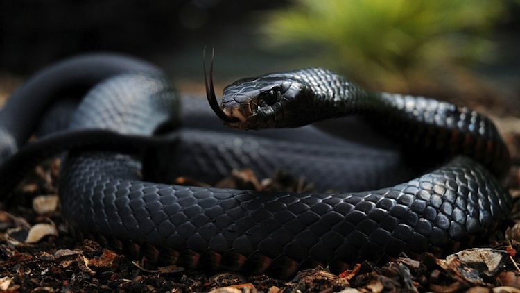 big black snake