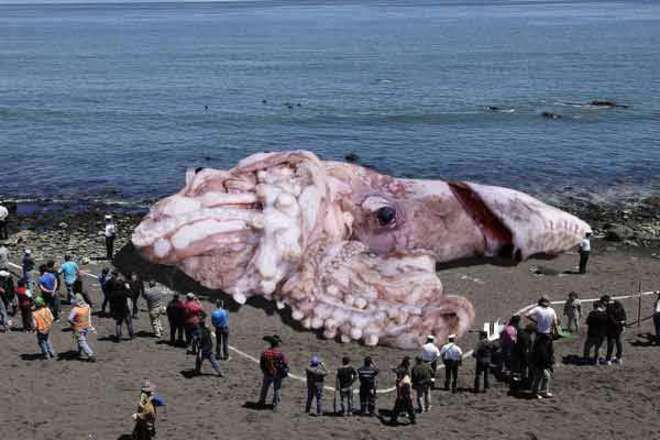 La foto fake del Calamaro di 160 metri "avvistato" in California