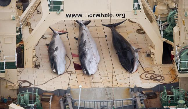 Un'immagine caricata oggi da Sea Shepherd per la denuncia di sei navi giapponesi