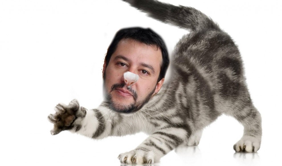 Gattini su Salvini