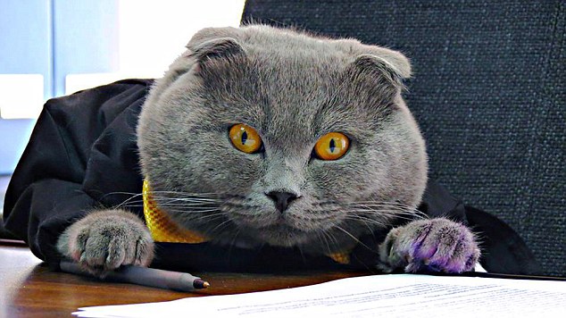 Bossy, il gatto direttore della comunicazione della Catbox
