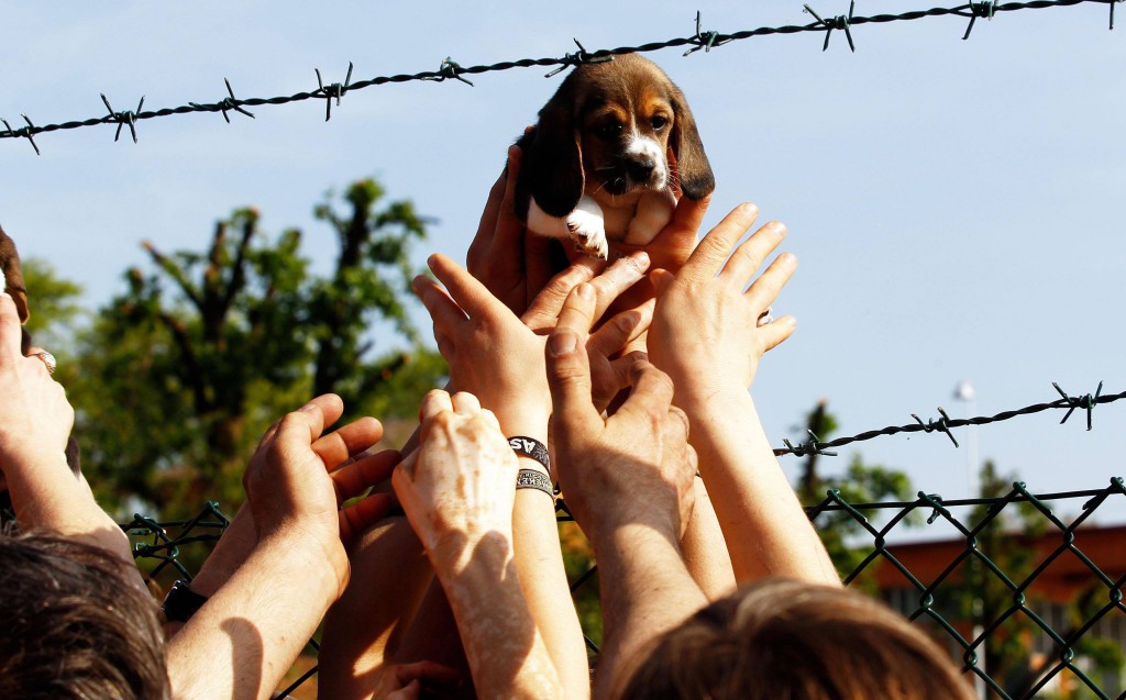 Animalisti liberano cani da Green Hill