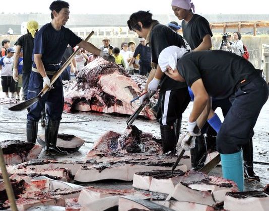 Giappone riprende caccia alle balene