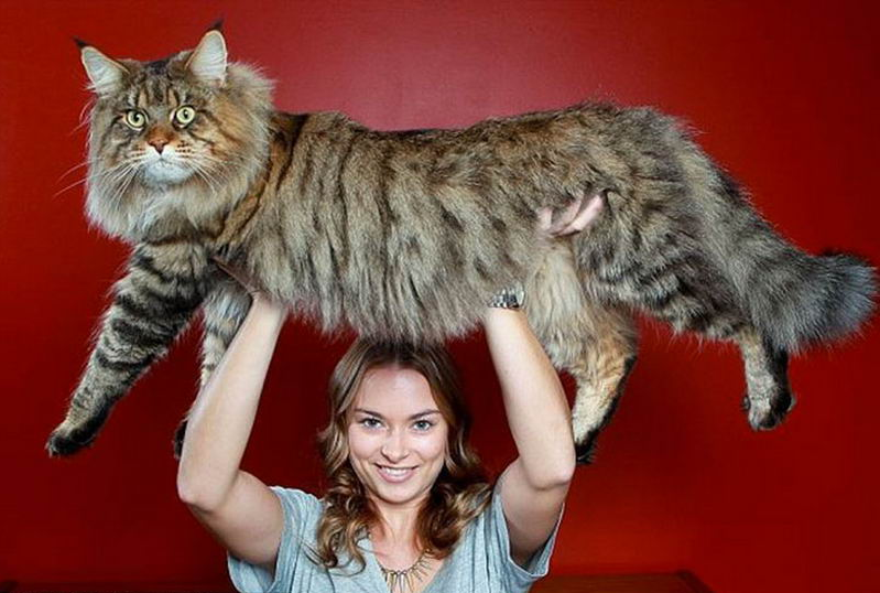 Maine coon, i gatti piu grandi al mondo