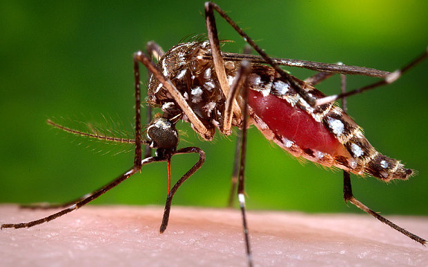 Virus Zika approda nel Regno Unito