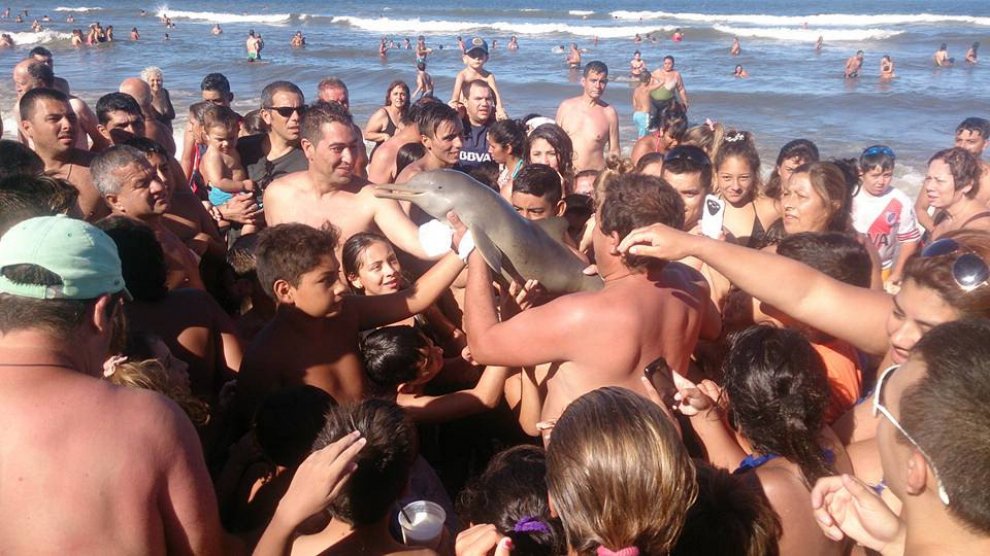 Delfino muore sulla spiaggia: tolto dall'acqua per scattare selfie