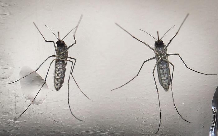 Zika, nuova zanzara contro virus