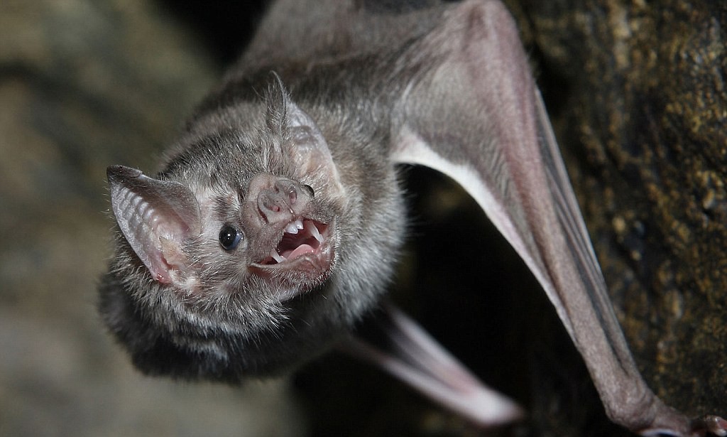 Pipistrelli vampiro causano epidemia di rabbia in Perù