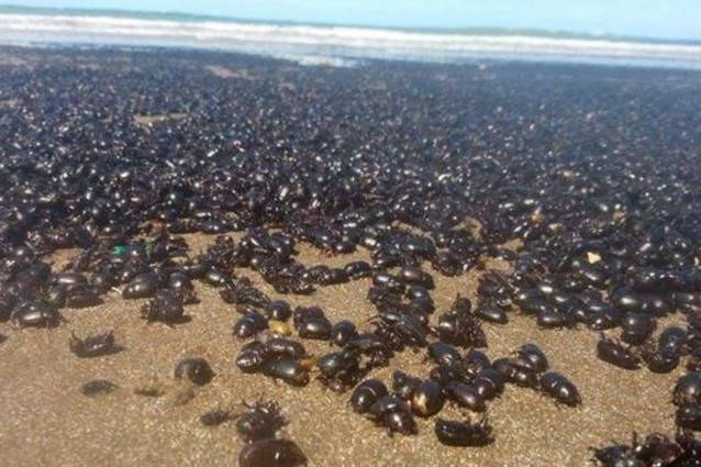 Invasione di coleotteri sulle spiagge argentine