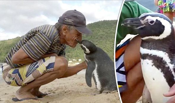 Pinguino va a trovare l'uomo che l'ha salvato ogni anno