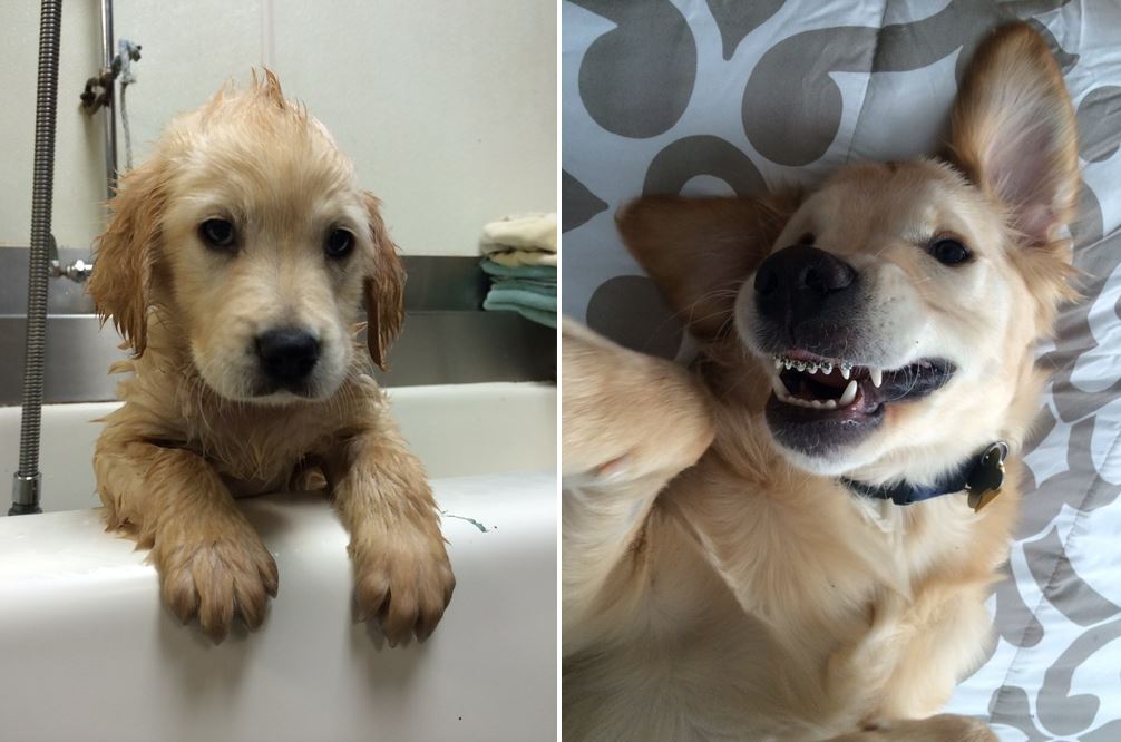 Wesley, il primo cane con l'apparecchio ai denti