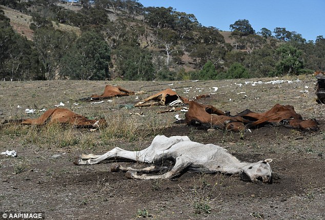 Cavalli morti di fame
