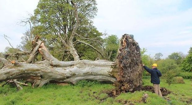 Sradicato albero di 215 anni: tra le radici c'è uno scheletro