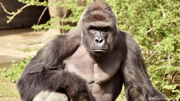 Harambe, il gorilla ucciso