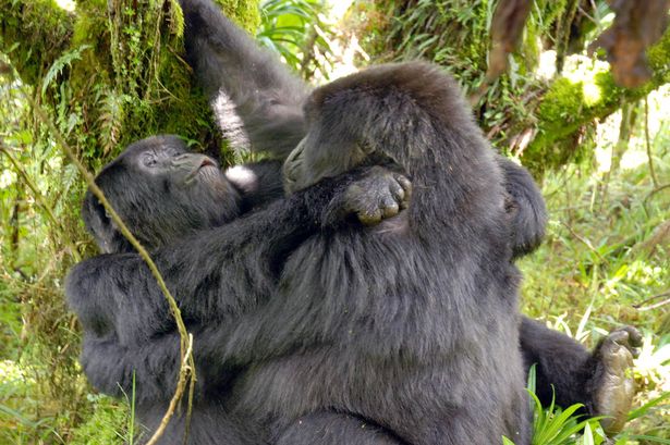 Due femmine di gorilla