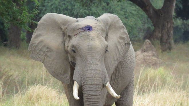 Elefante con proiettile in testa