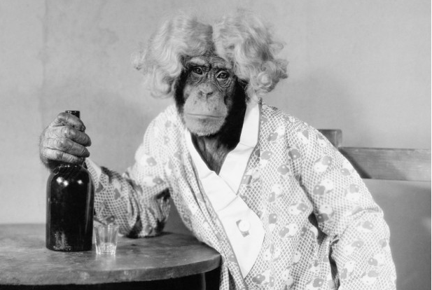 I primati anziani sono introversi come gli umani, ecco lo studio