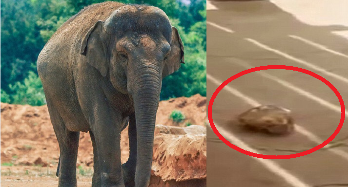 Elefante lancia pietra contro una bambina uccidendola