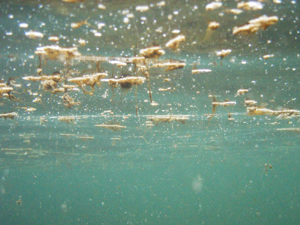Alga tossica a Marina di Massa