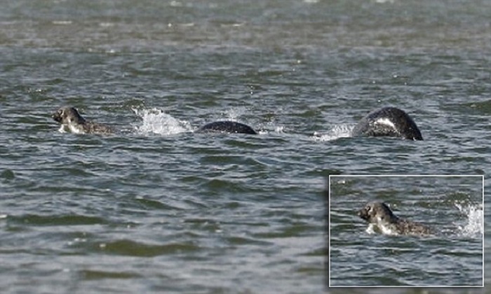 Nessie, ecco la foto del mostro di Loch Ness