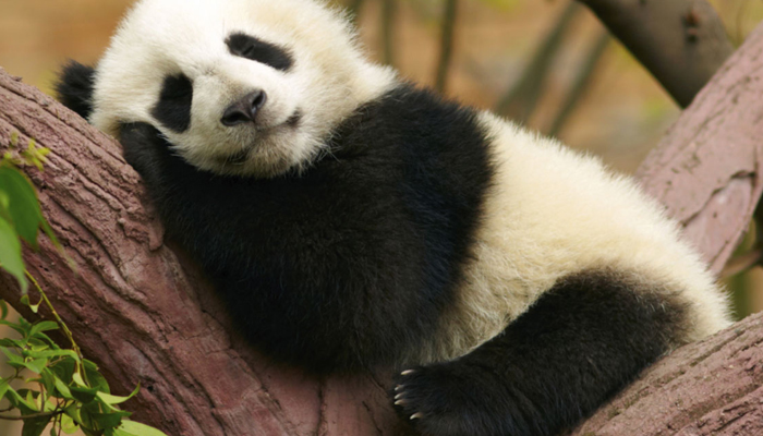 Panda Gigante salvato dall'estinzione