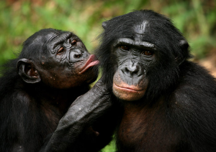 Le femmine di bonobo "comandano" i maschi del gruppo