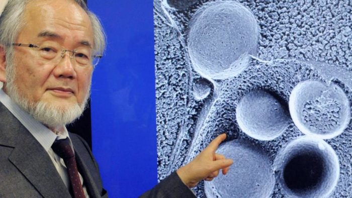 Ohsumi Yoshinori vince il Nobel per lo studio sull'autofagia