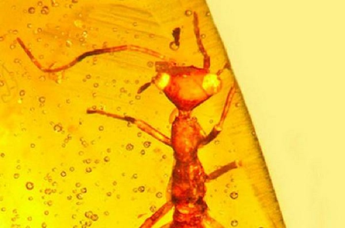 Trovato insetto di 100 milioni di anni fa intrappolato nell'ambra