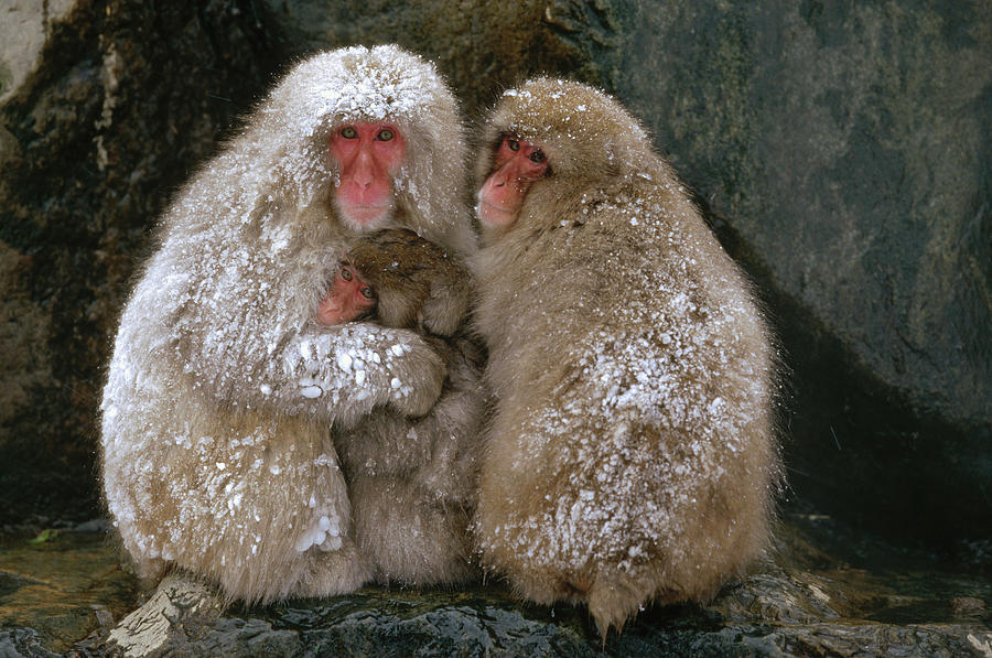 Zoo giapponese abbatte 57 macachi delle nevi. "Avevano DNA alieno"